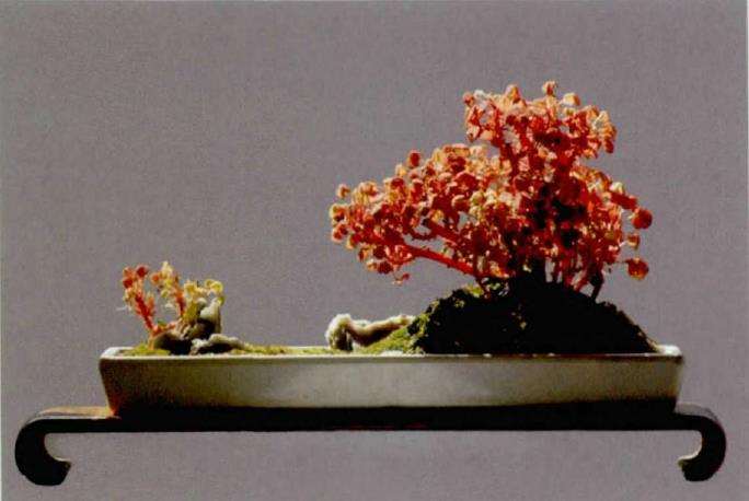 小红枫多肉怎么组合造型的方法 图片