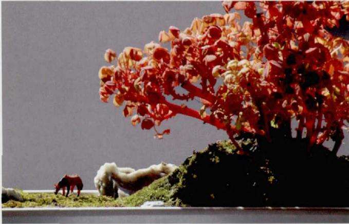 小红枫多肉怎么组合造型的方法