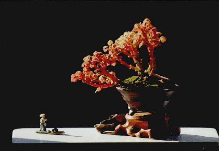 小红枫多肉怎么组合造型的方法