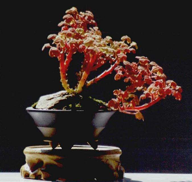 小红枫多肉怎么组合造型的方法 图片