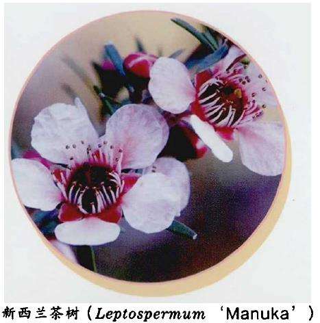 西兰茶树