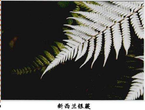新西兰银蕨