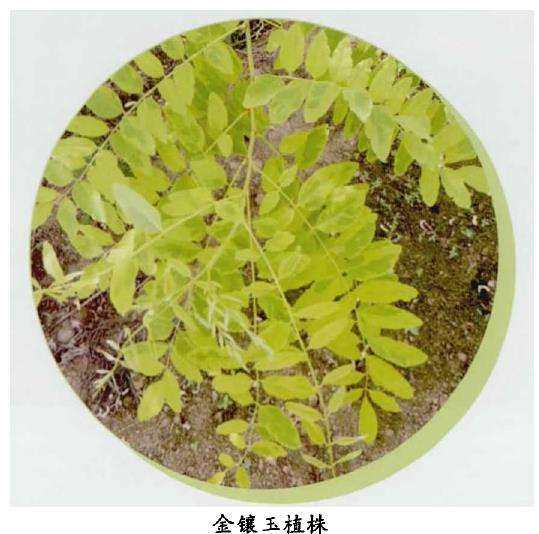 金镶玉怎么繁殖修剪