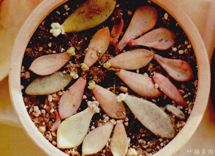 武汉多肉怎么安全度夏