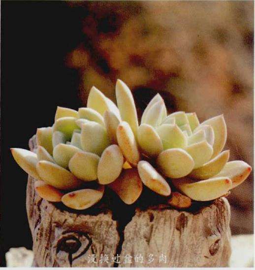 武汉多肉怎么安全度夏