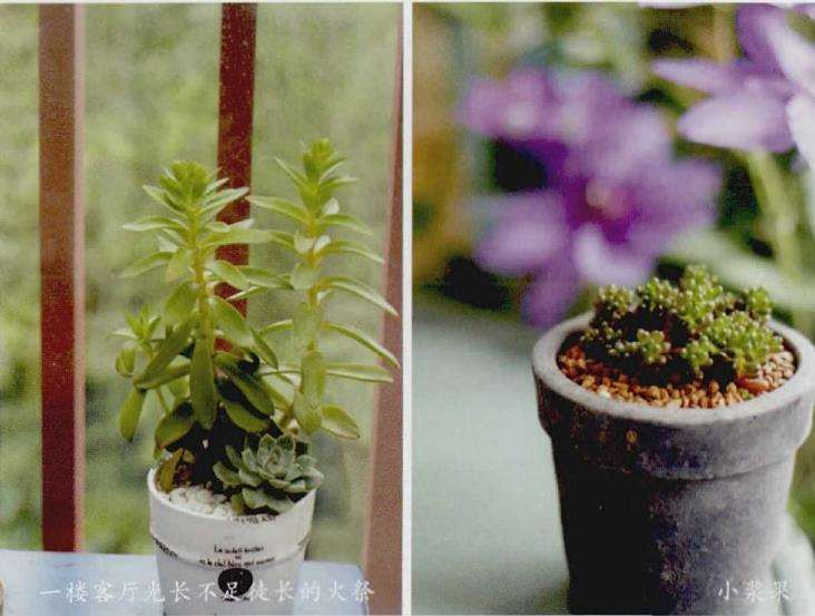 武汉多肉怎么安全度夏