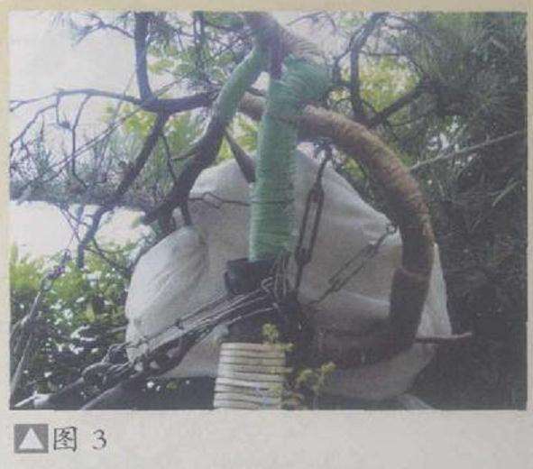 盆景怎么拿弯的4个常见工具