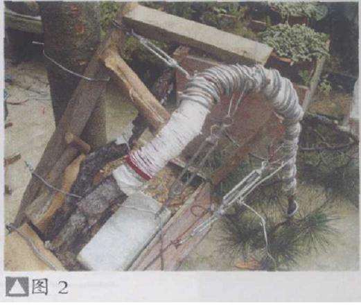 盆景怎么拿弯的4个常见工具