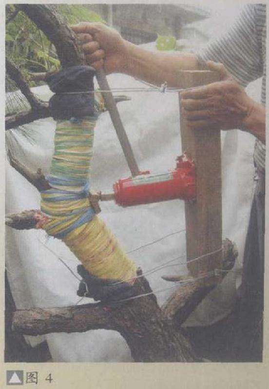 盆景怎么拿弯的4个常见工具