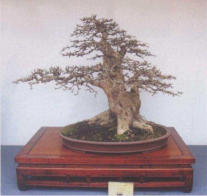 为什么对节白蜡盆景培育