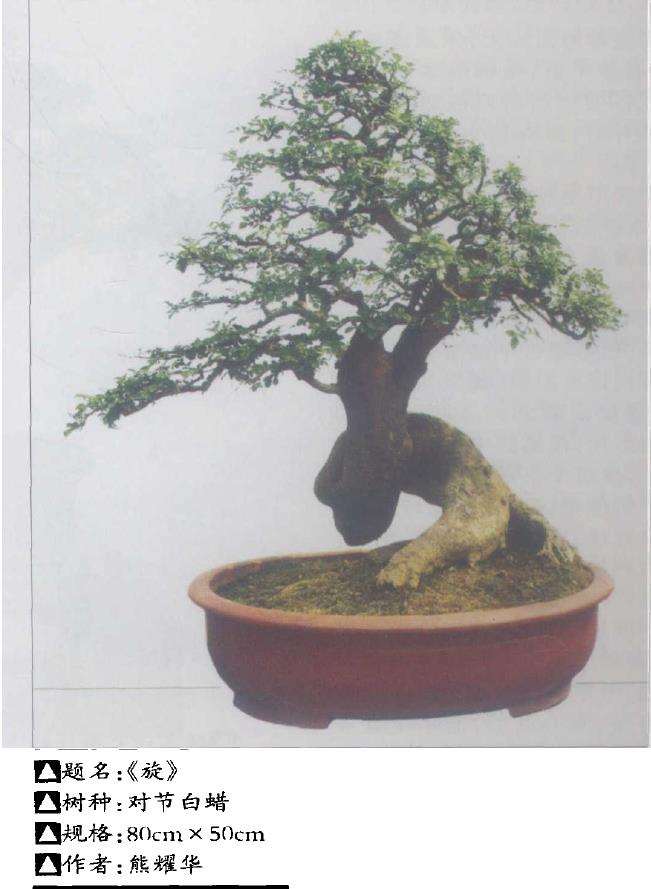 为什么对节白蜡盆景培育精品时间太漫