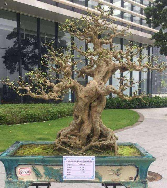 扬州成功申办2013年世界盆景协会