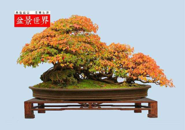 扬州成功申办2013年世界盆景协会