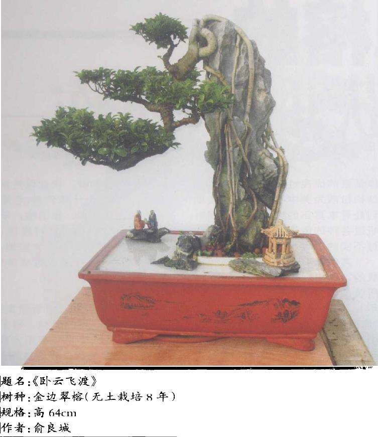 金边翠榕榕树盆景怎么获取创作