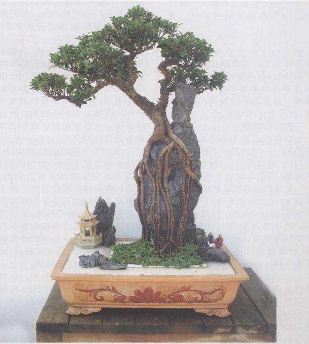 金边翠榕榕树盆景怎么获取创作的5个方法