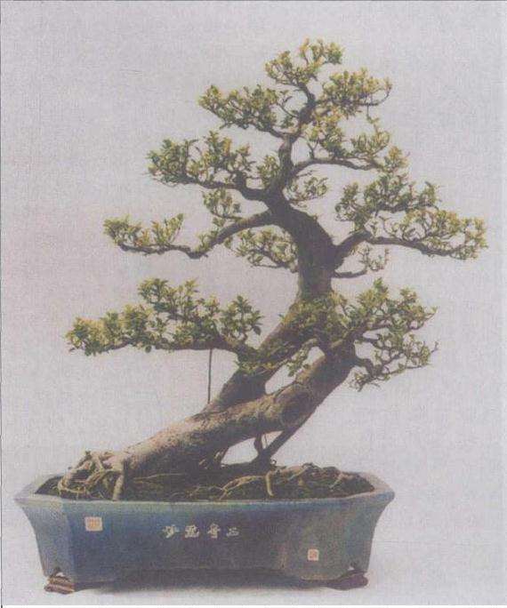 岭南盆景造型艺术怎么创作