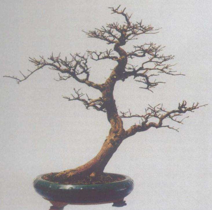 岭南盆景造型艺术怎么创作