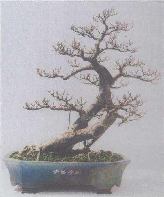 岭南盆景造型艺术怎么创作