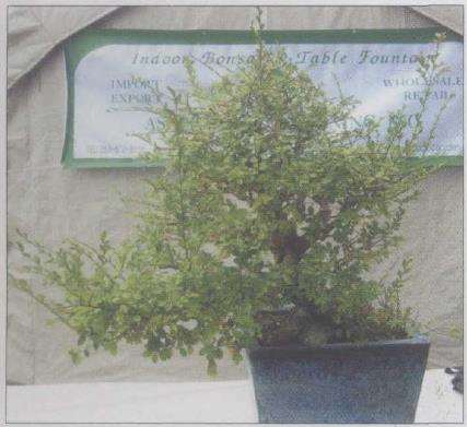 图解 刘传刚在美国作盆景创作示范表演