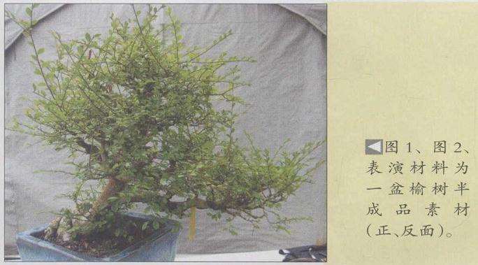 图解 刘传刚在美国作盆景创作示范表演