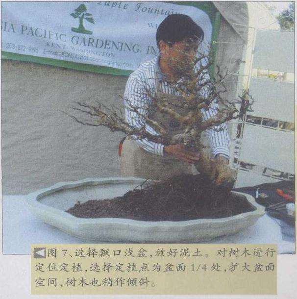 图解 刘传刚在美国作盆景创作示范表演