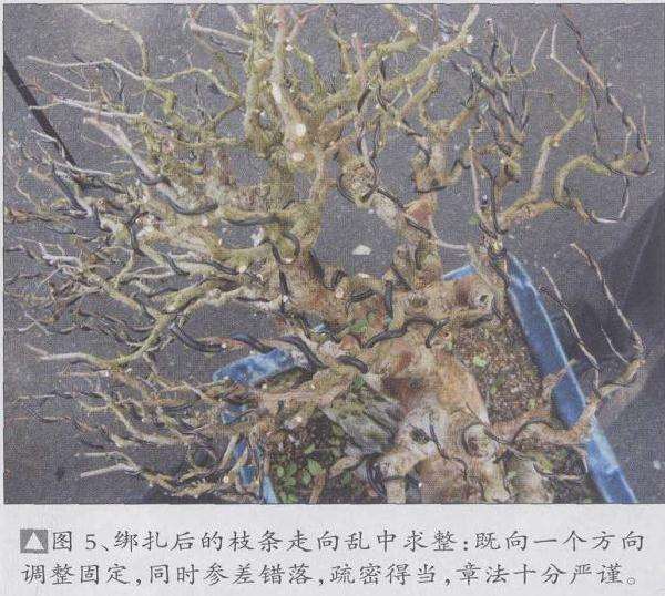 图解 刘传刚在美国作盆景创作示范表演