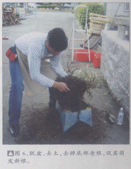 图解 刘传刚在美国作盆景创作示范表演