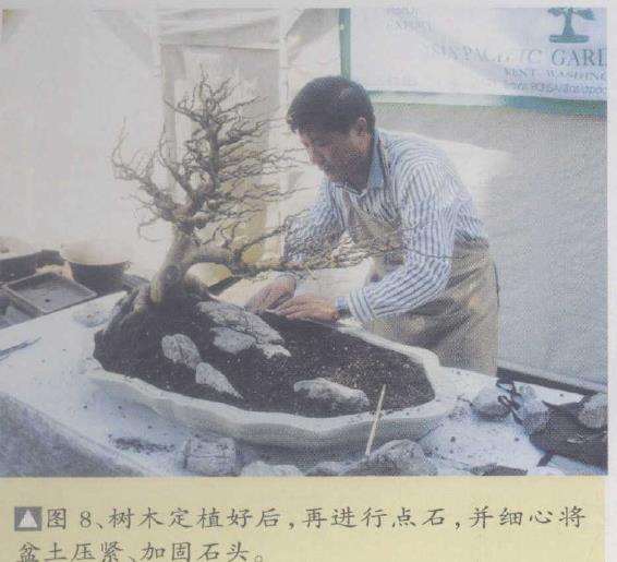 图解 刘传刚在美国作盆景创作示范表演