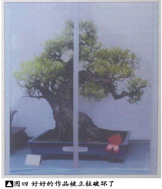 盆景运输中怎么减缓震荡