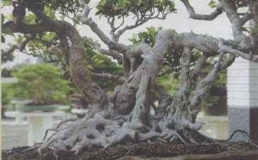 一件盆景作品 一个故事 图片