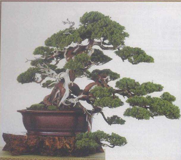 为什么艺术家才是盆景创造的主因