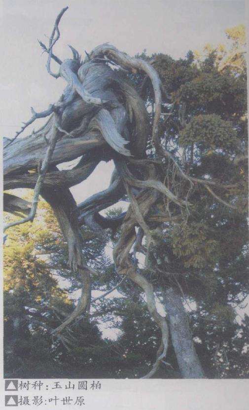 为什么艺术家才是盆景创造的主因