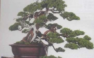 为什么艺术家才是盆景创造的主因 图片