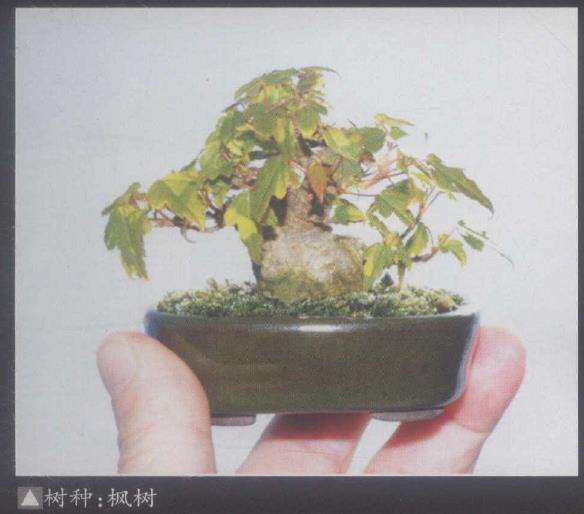 日本第十七届春雅盆景展