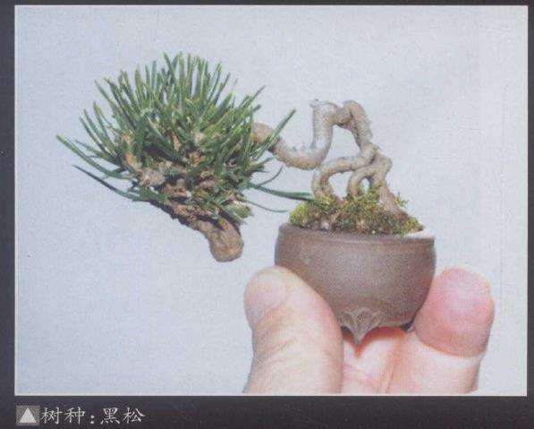 日本第十七届春雅盆景展