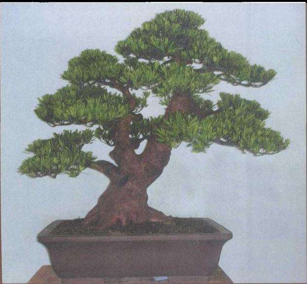 记鲍世骐和他的鲍家盆景园 图片