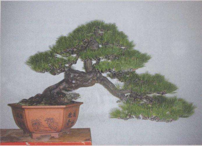 记鲍世骐和他的鲍家盆景园 图片