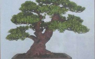 记鲍世骐和他的鲍家盆景园 图片