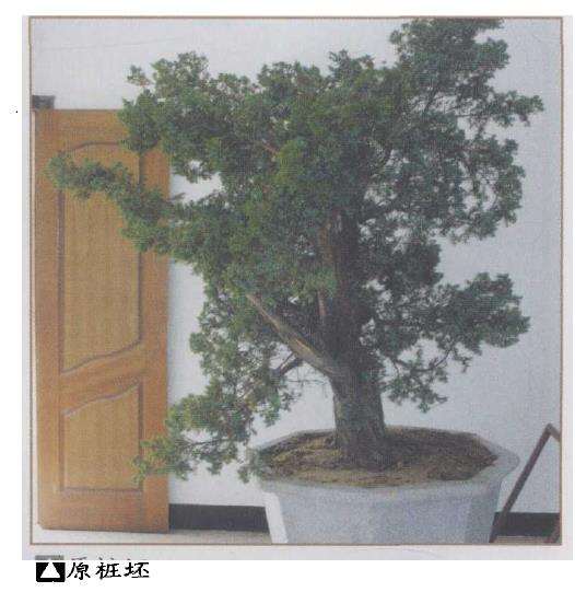 记鲍世骐和他的鲍家盆景园 图片