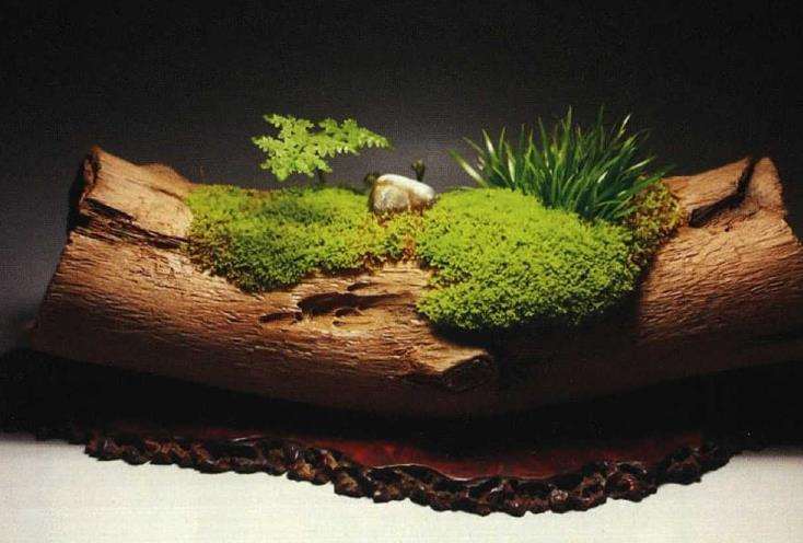 梅叔与他的菖蒲盆景 上集 图片