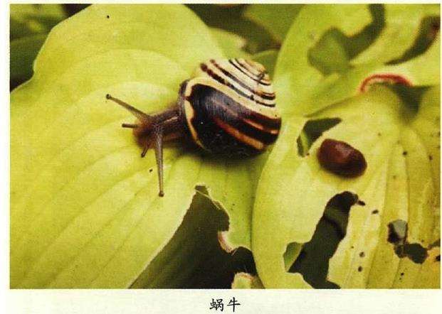 蜗牛