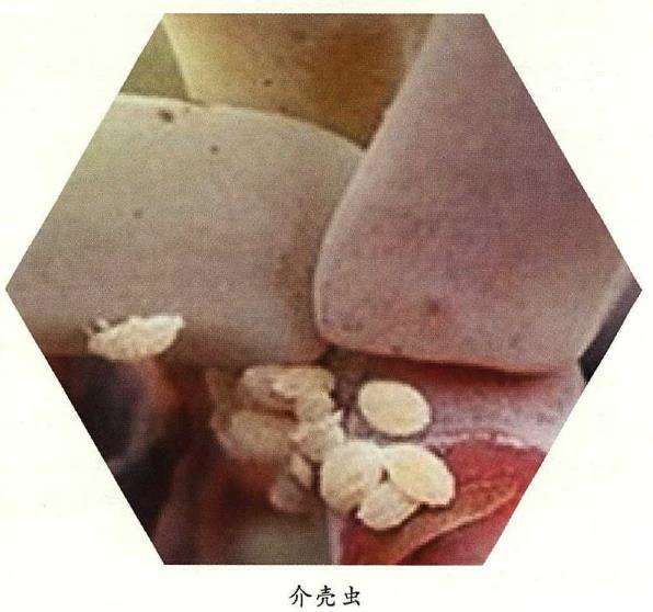 介壳虫