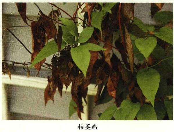 花卉植物怎么防治黑斑病和枯萎病