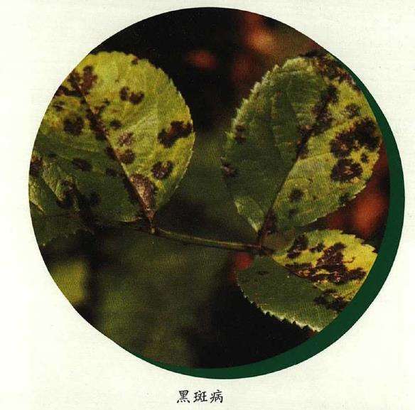 花卉植物怎么防治黑斑病和枯萎病