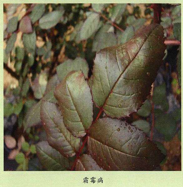花卉植物怎么防治白粉病和霜霉病的3个方法