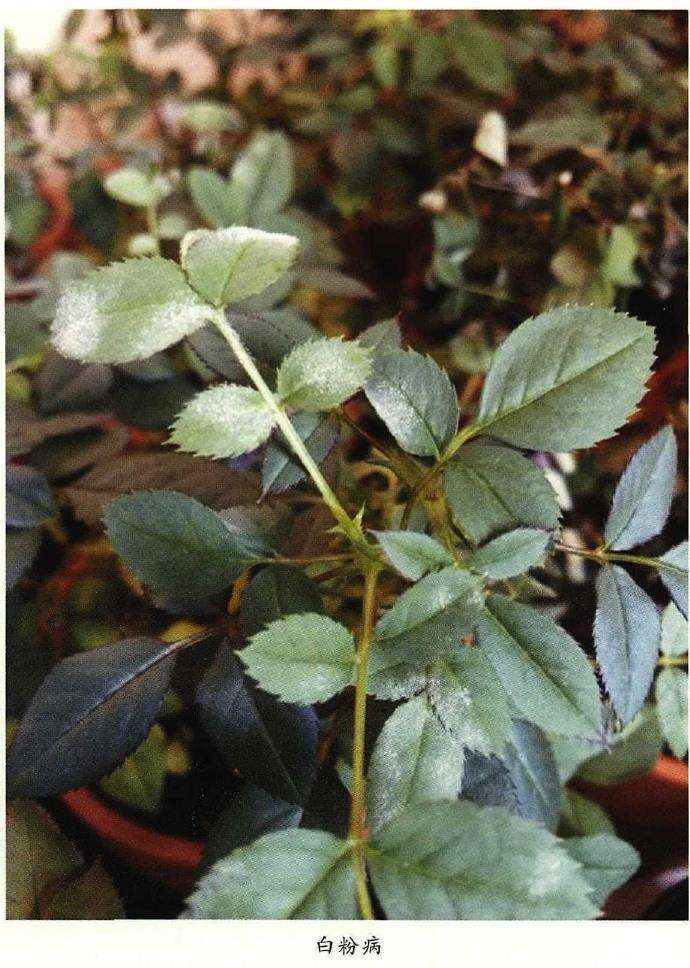 花卉植物怎么防治白粉病和霜霉病的3个方法