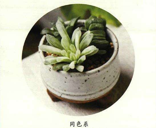 多肉植物的色彩怎么搭配最美