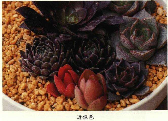多肉植物的色彩怎么搭配最美