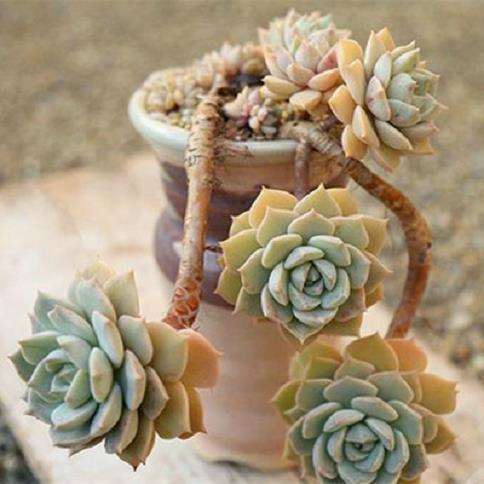 景天科多肉植物怎么造型的方法