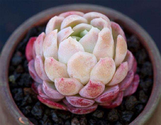景天科多肉植物怎么造型的方法